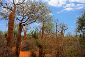 Spiny_Forest_Ifaty_Madagascar