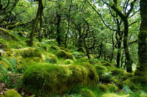 Wistman's Wood, Dartmoor